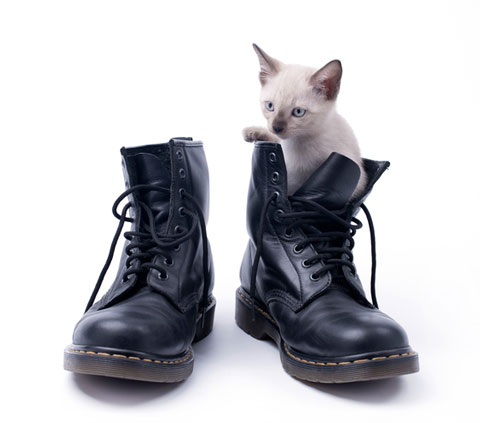 Get your cat in cat scratching boot camp.