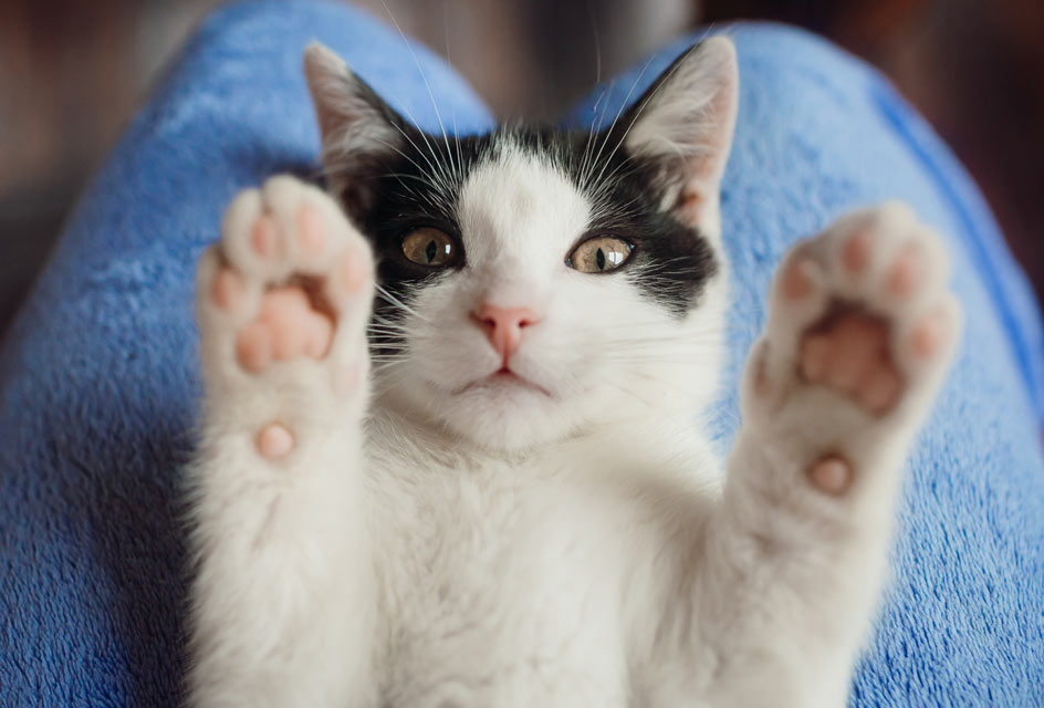 Declawing may be banned in New York.