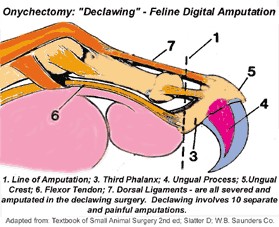 How can you find how much it is to declaw a cat?