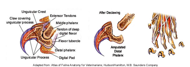 Image describing the painful declawing amputation surgery