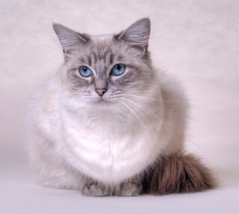 Ragdoll cats need sturdy, strong, rough scratching posts.