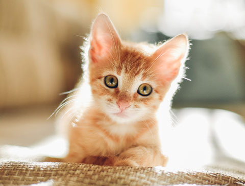 Easily train your feline to use a cat scratching post.