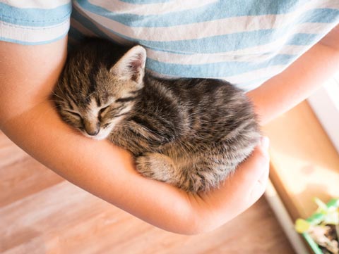 Cats make great cuddlers because they’re warm.