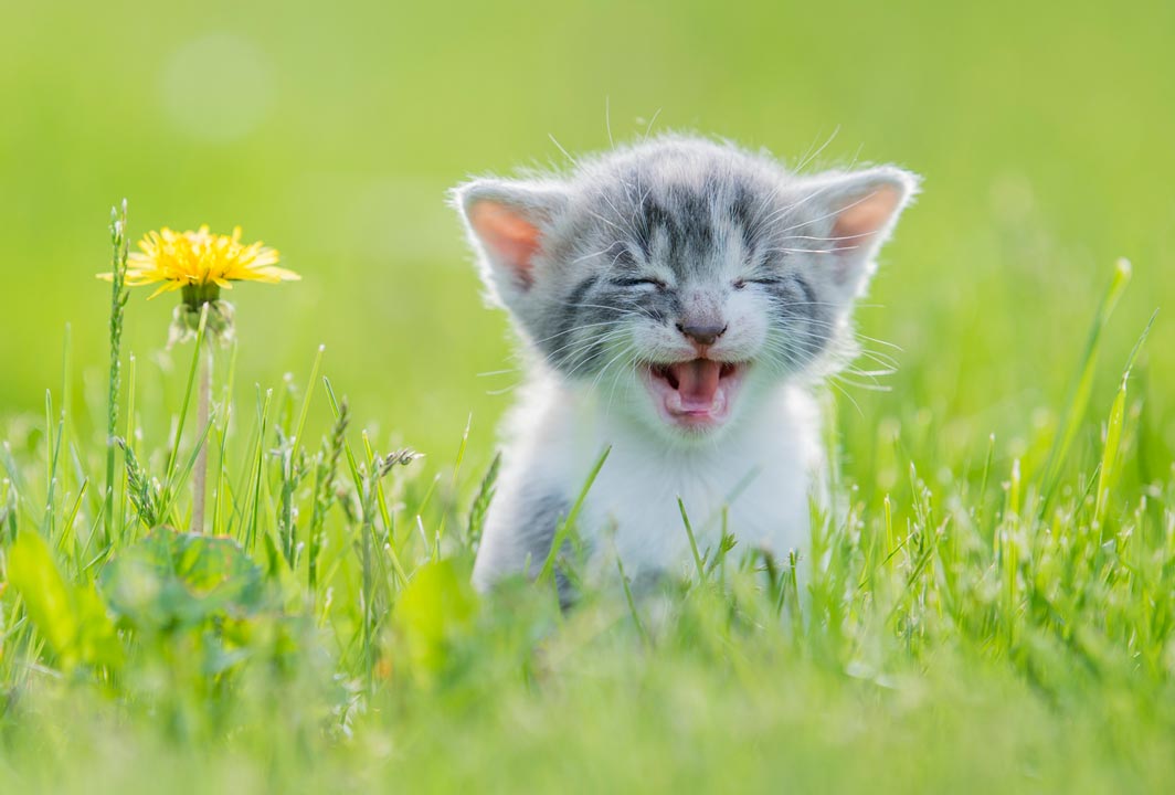 Learn why your cat might have a sudden increase in meowing.