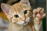 Please do not declaw your cat. Help us raise awareness by sharing our Facebook pages.