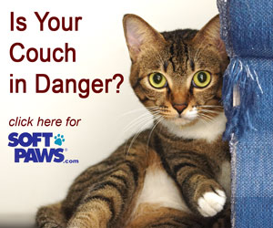 SoftPaws Is Your Couch In Danger