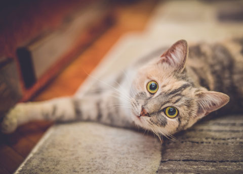 Cats have requirements for their scratching posts. Learn how to choose the best cat scratching post.