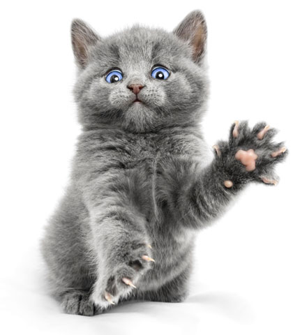 Cats satisfy their natural scratching urges by scratching on a variety of surfaces. Cats need many scratching surfaces