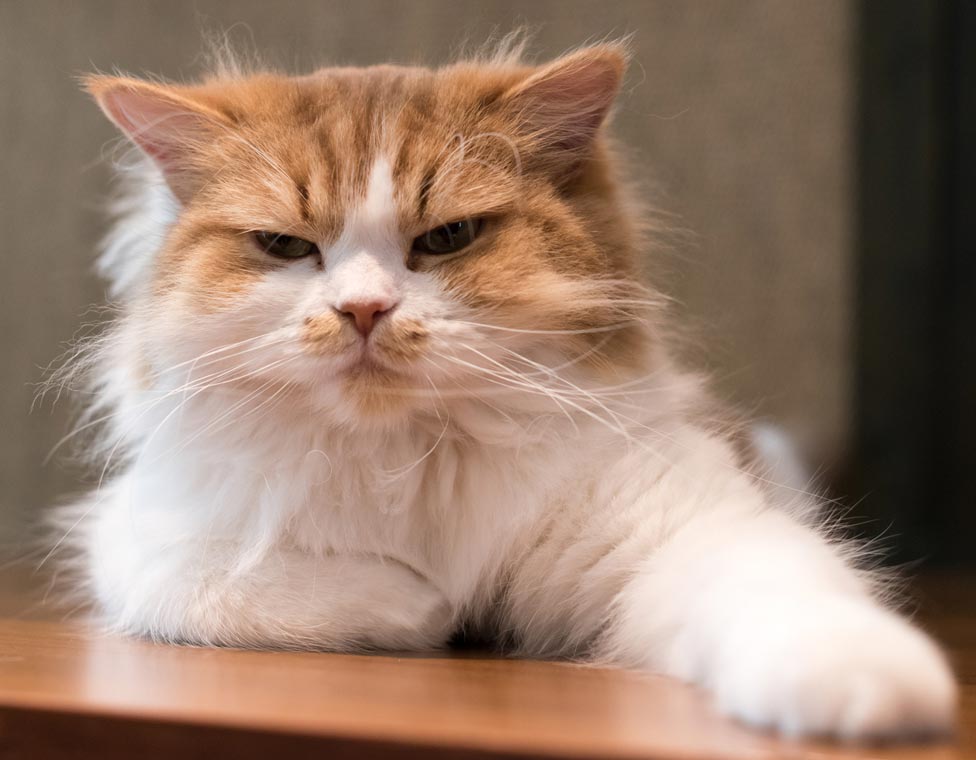 Find Out Why Your Cat Is Suddenly Aggressive