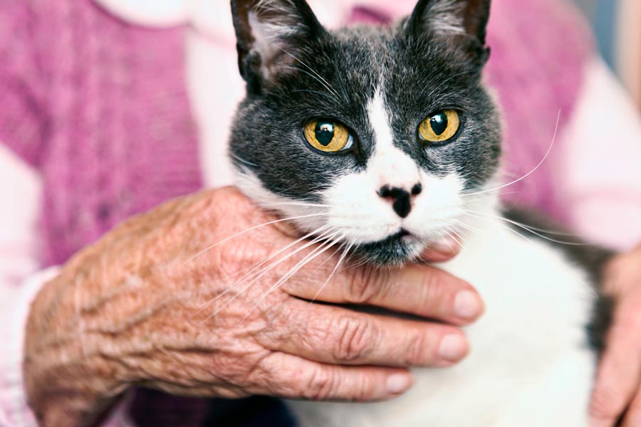 Senior cats are loving and their personalities are set.