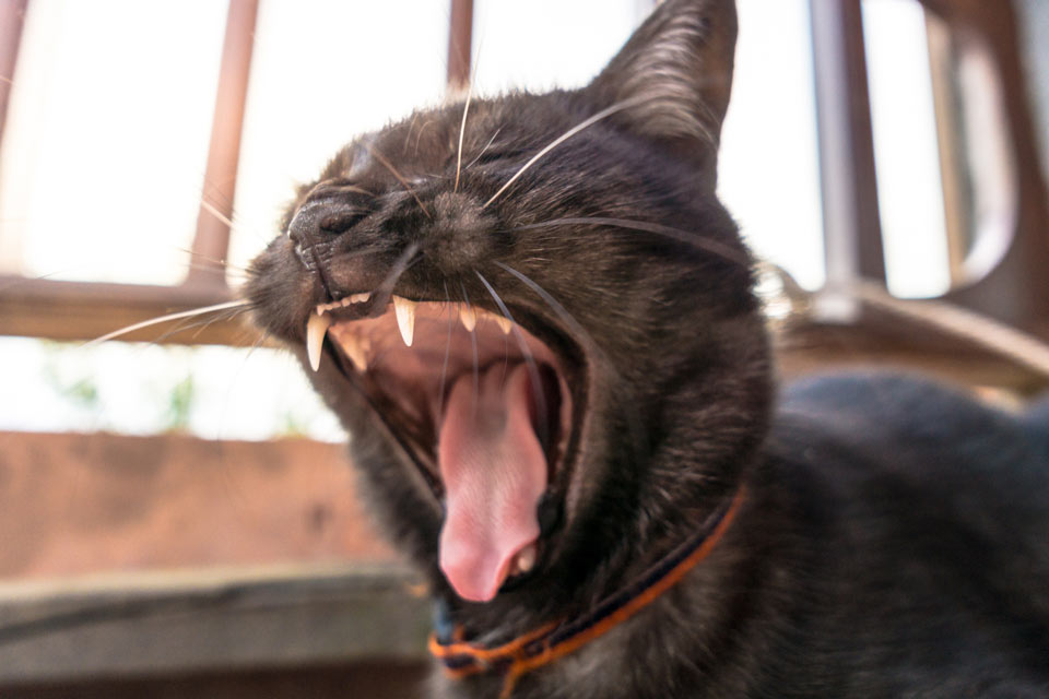 Cat bites can cause extreme danger to humans. Cat bites are extremely dangerous to humans.