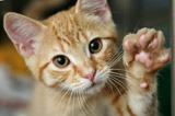 Please do not declaw your cat.  Help us raise awareness by sharing our Facebook pages.