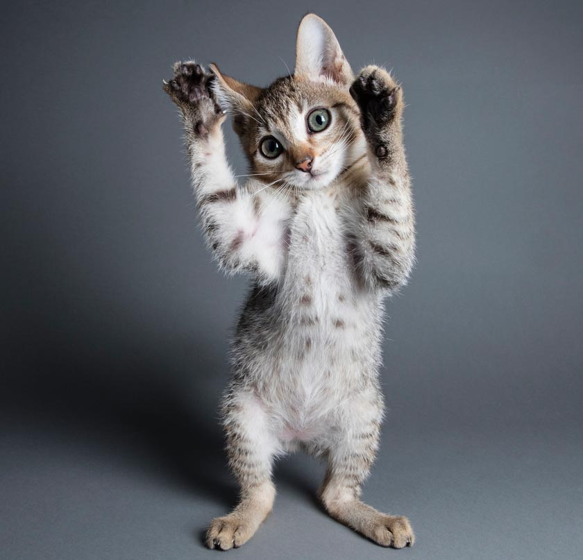Declawing termed unethical and banned in Canadian province.