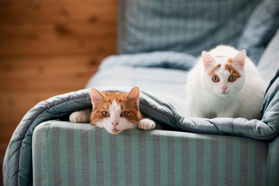 Learn about what Feliway is and how it helps cats.