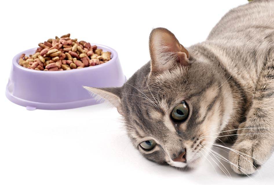 Learn some techniques for helping a picky cat eat better.