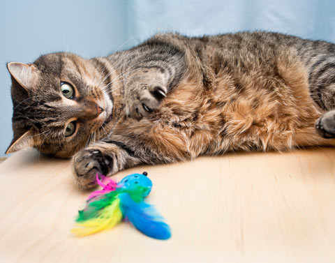 Honeysuckle can be a good alternative to catnip and some cats.