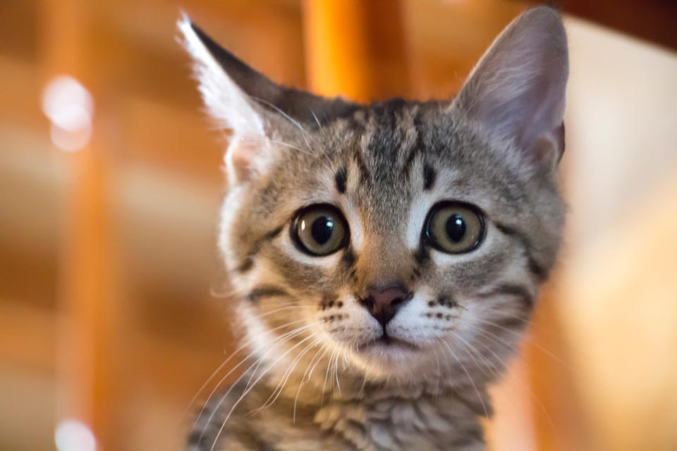 Don’t cause your cat stress. People can unknowingly stress their cats.