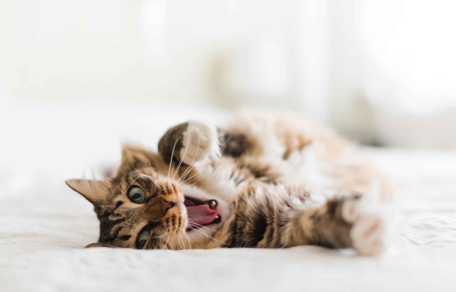Learn about cat biting and what to do.