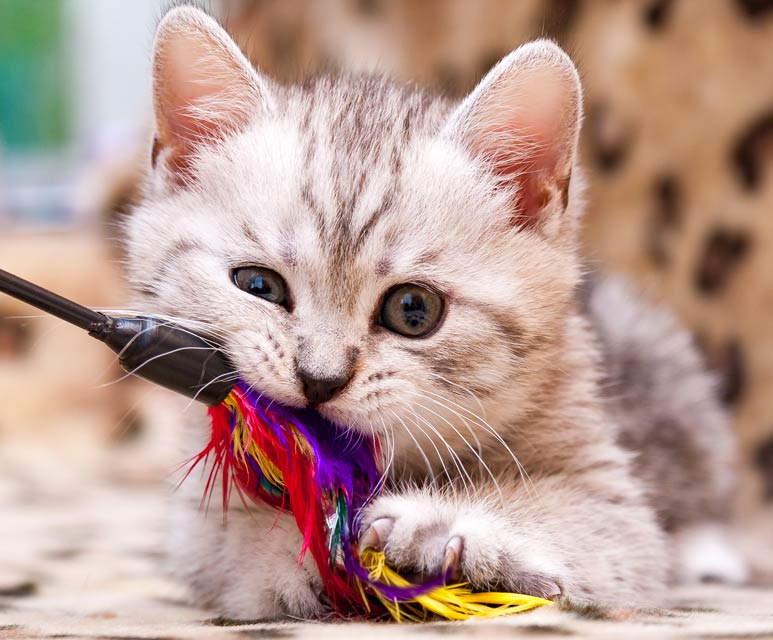 Learn how to play interactively with your kitty.