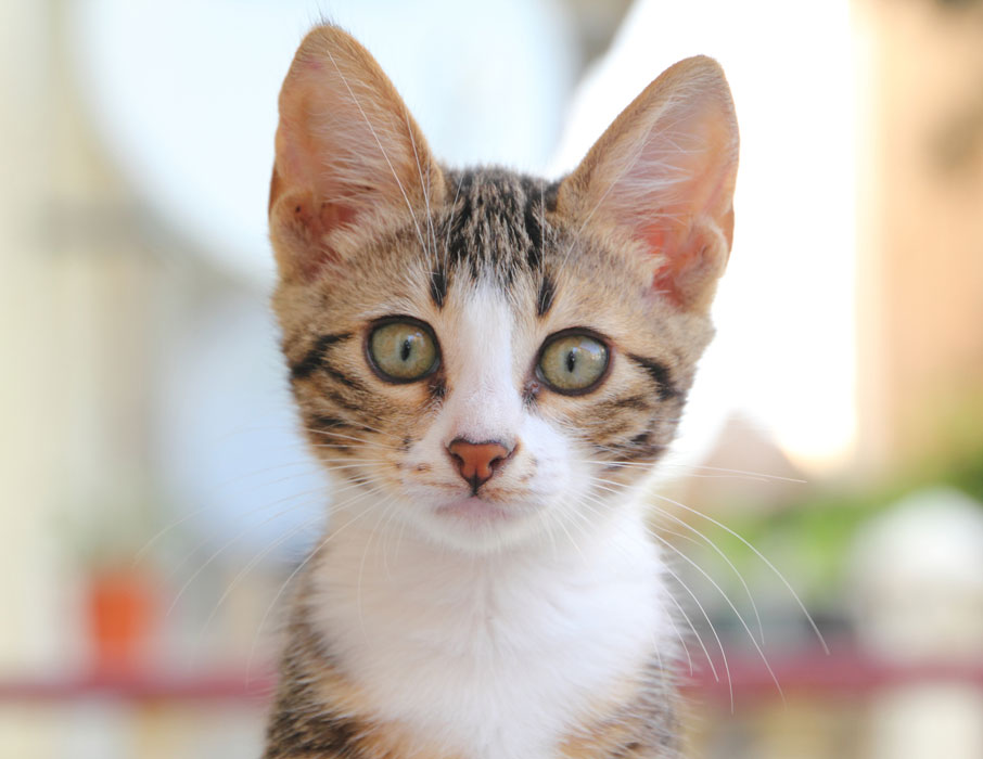 Learn what products kittens need. Here are some essential products you'll need before bringing kitten home.