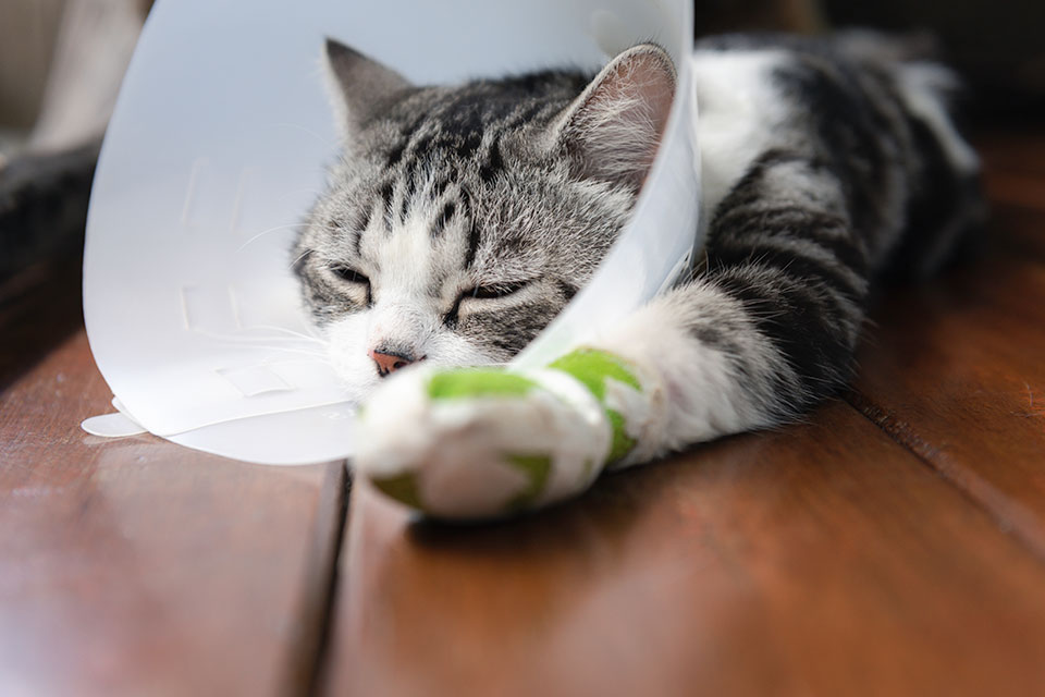 Laser declawing is still the amputation of the last bone of a cat's toe.