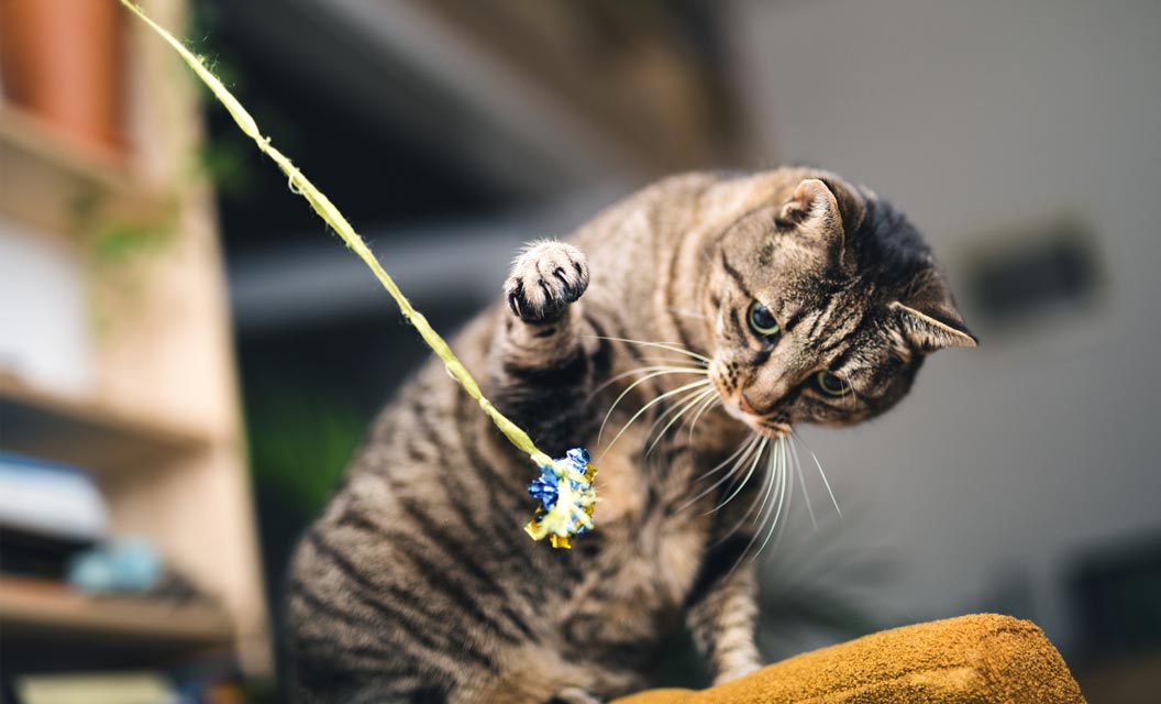 Wand toy play is great for cats.