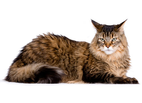 Maine coon cats need large, sturdy scratching posts.