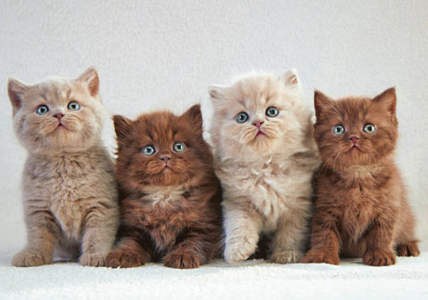 Cats shouldn't have to compete for scratching posts. If you have more than one cat, you need more than one scratching post.