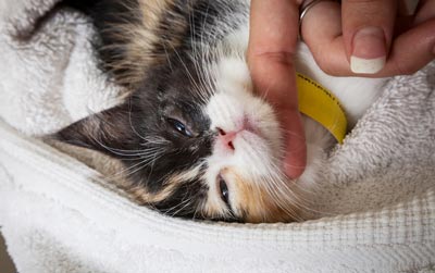 Why is neutering humane but declawing isn’t?