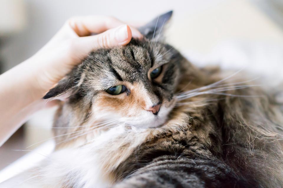 Some cats bite while they’re being petted.