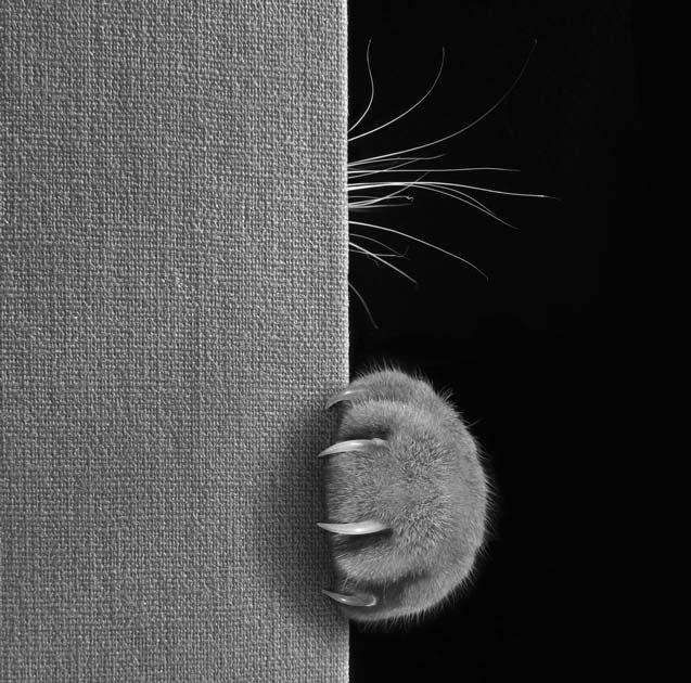 Find tips for playing with a cat that scratches. Learn how best to play with a cat that scratches.