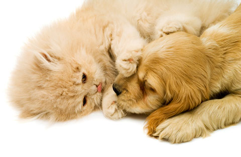 Cats may scratch more when they are stressed by life changes. Soft Paws® can make things easier during stressful transitions.