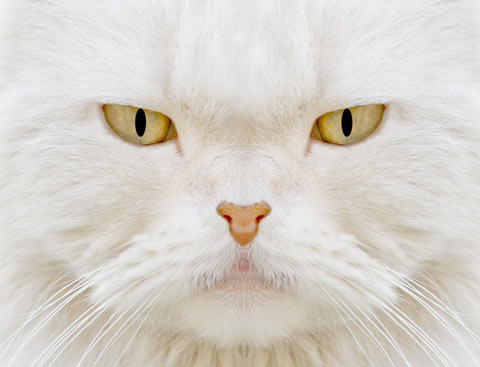 Stress increases problem cat scratching. Cats have an increase in problem scratching when they're stressed.