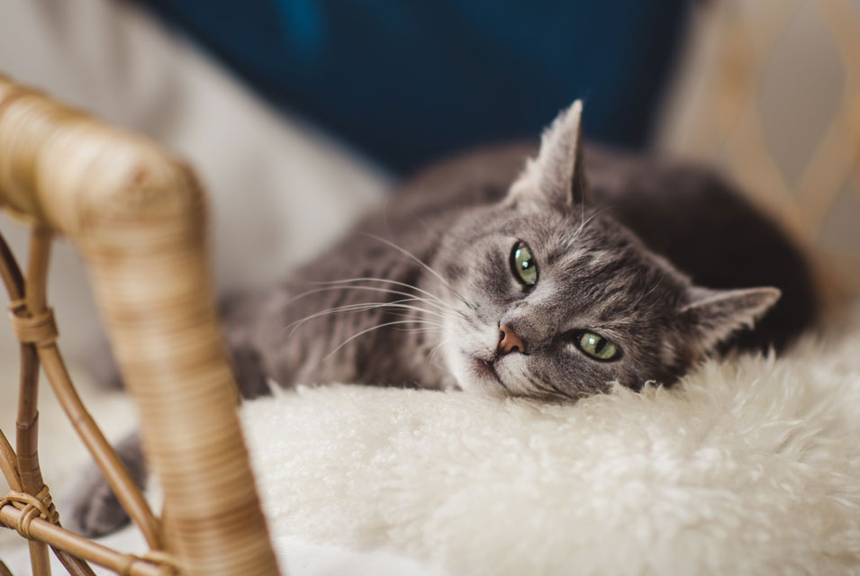 Older cats might need special supplies. See what supplies an older cat might need.