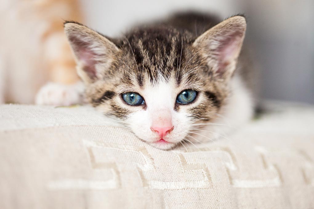 These three consequences of feline declaw surgeries may surprise you.