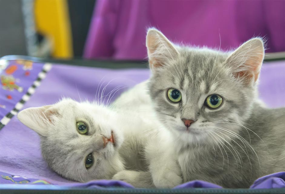 Learn to train your kitten on scratching from the beginning.