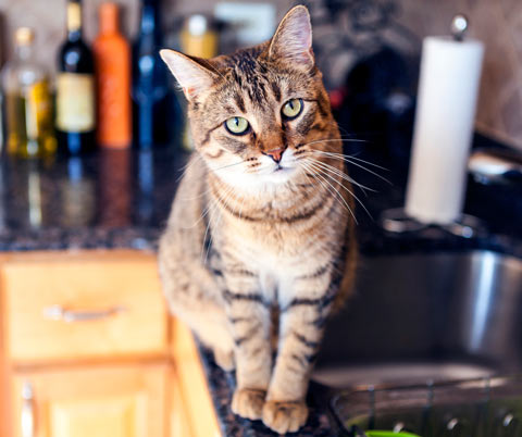 You can train your cat to stay off the kitchen counter.