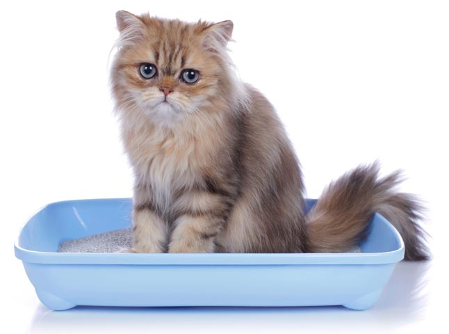 Cats with urinary tract problems show certain signs. Learn the common signs of urinary tract problems in cats and what can be done about them.