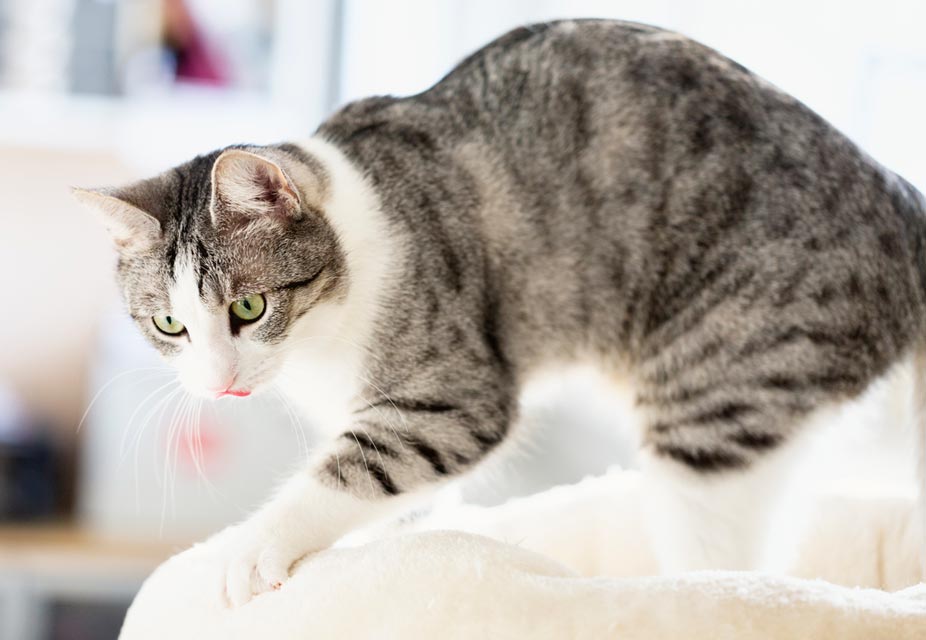 Cats knead when they are happy and comfortable. Cat kneading is a throwback to kitten hood.