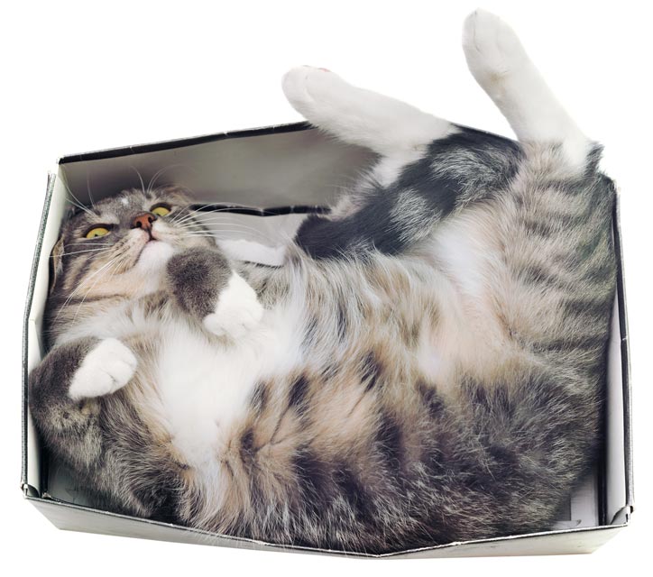 Cats love to hide in tiny hiding spots. Cats love small spots.