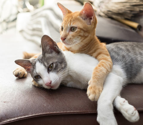 Cats need scratching posts to stay healthy.