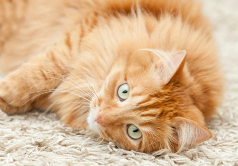 Learn why cats scratch carpet.