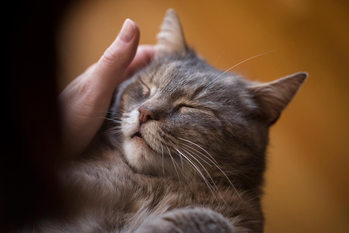 Cats purr for many reasons.