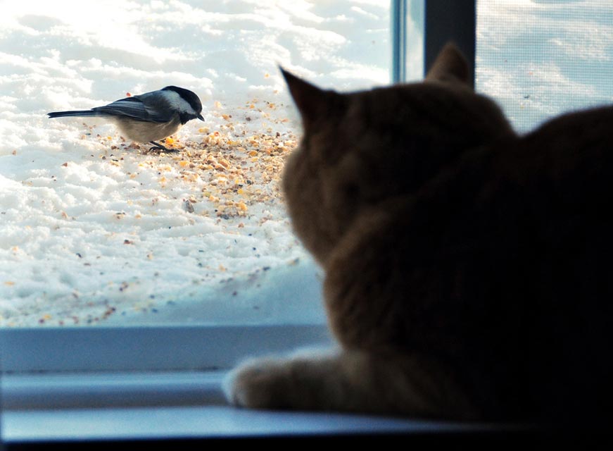 Why do cats make funny noises when they see birds?