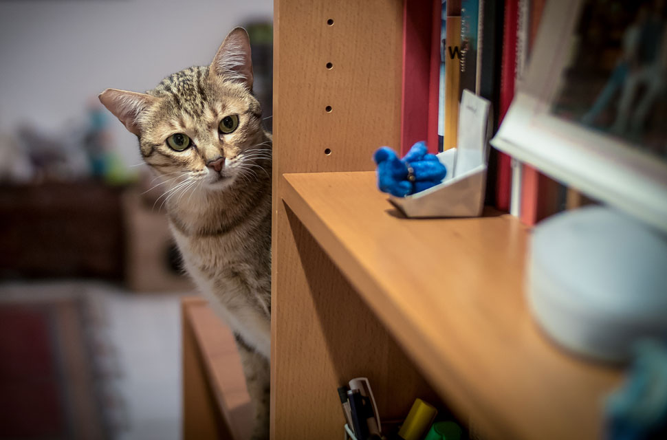 Why do cats knock things off shelves?