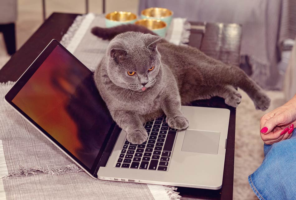 Learn about why cats lie on laptops and papers.