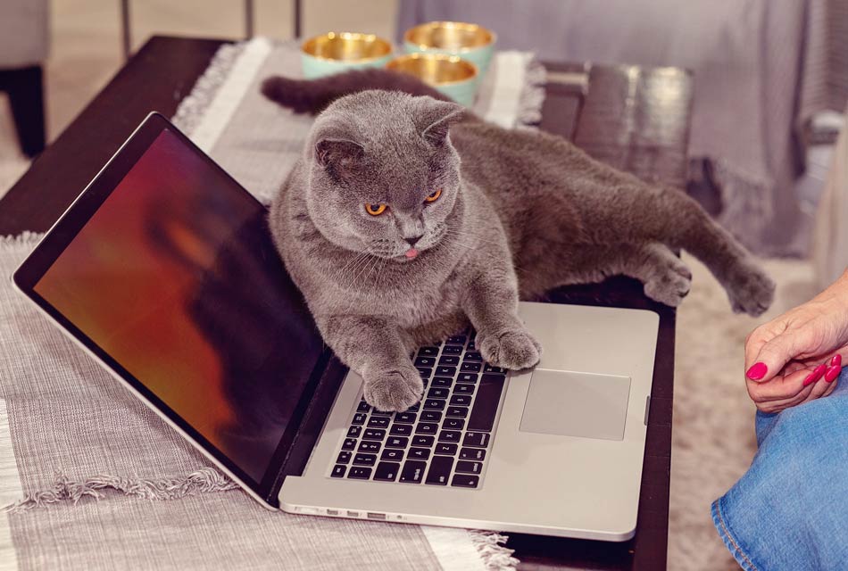 Why do cats get on your work? Learn about why cats lie on laptops and papers.