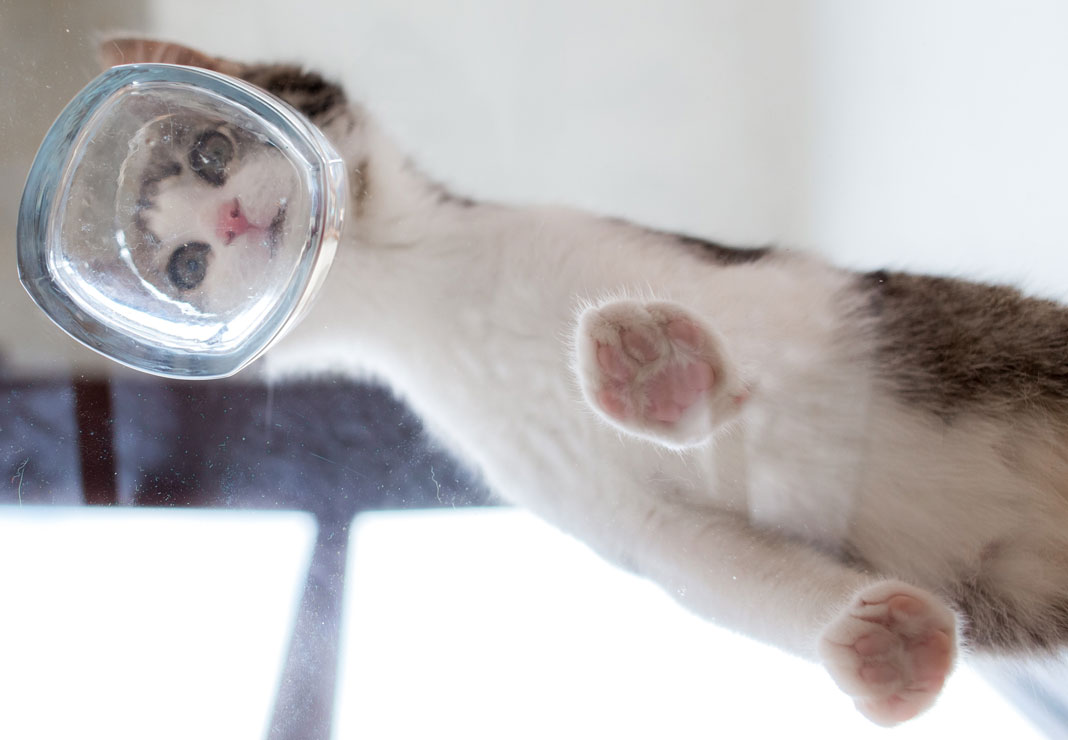 Why do some cats play in water bowls?