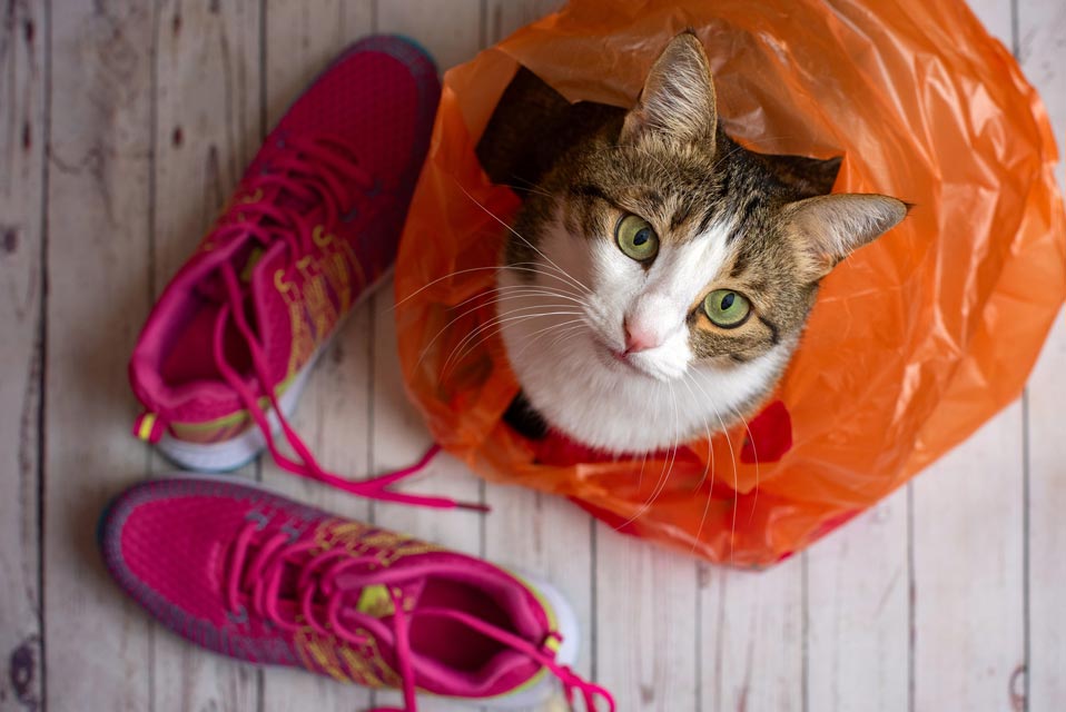 Learn why some cats are obsessed with plastic bags.