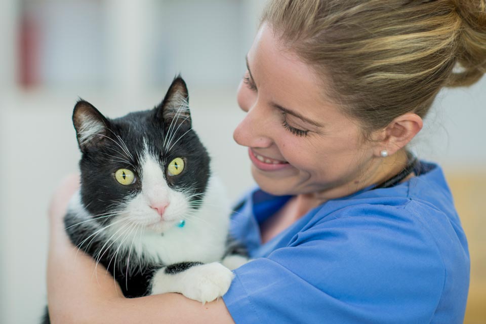 Your indoor cat still needs routine vet visits.